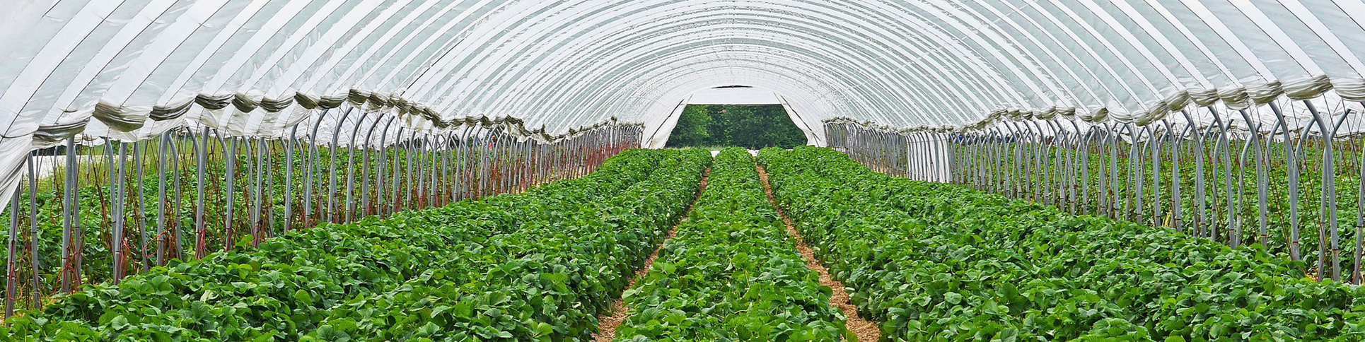 agriculture 1
